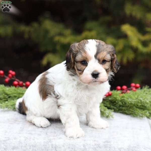 Blake, Cavachon Puppy